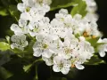 Flores blancas de espino blanco, conocidas por sus propiedades medicinales, adornan un fondo oscuro.