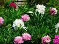 Kiedy jest sezon na peonie? Poznaj najlepszy czas na kwitnienie