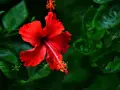 Une fleur d'hibiscus rouge vif s'épanouit, ses pétales délicats contrastant avec le feuillage vert profond. Une belle exposition hibiscus.