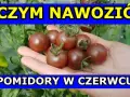 Najlepszy nawóz pod pomidory i ogórki – uniknij błędów w uprawie