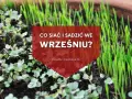 Młode kiełki i trawa na ziemi. Napis: "Co siać i sadzić we wrześniu?". Idealny czas na jesienne plony.