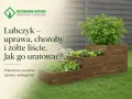 Lubczyk w drewnianej skrzyni, z tekstem o tym, czemu lubczyk żółknie i jak go uratować.