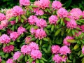 En frodig buske med rosa rhododendronblommor i full blom. Perfekt för att plantera rhododendron i din trädgård för en färgklick.