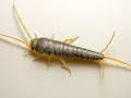 Un pececillo de plata, insecto plateado con antenas largas. Aprende pececillos de plata como eliminarlos de tu hogar.