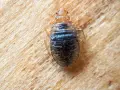 Un primer plano de una chinche de cama, un insecto parásito que se alimenta de sangre humana.