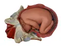 Model anatomiczny pokazuje, jak wygląda pochwa w ciąży, z płodem wewnątrz macicy, otoczonym miednicą.