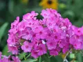 Ein Strauß leuchtend pinker Phloxblüten, bereit zum phlox schneiden, blüht üppig vor einem unscharfen grünen Hintergrund mit gelben Akzenten.