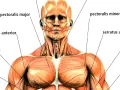 Muskelanatomi: detaljerad bild av bröstmuskler, axlar och ansiktets chins muskler.