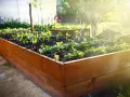 Wooden raised garden bed plans are coming to life with young plants thriving in the sun.