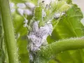 Cochinillas cubren un tallo verde y peludo. Parecen pequeños montones de algodón blanco, un problema común de cochinillas en casa.