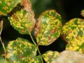 Feuilles de rosier atteintes de la maladie des rosiers, présentant des taches jaunes et brunes, signe de déclin.