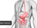 Anatomical illustration of the stomach and intestines, highlighting the digestive system. This image might evoke the **uczucie pustego żołądka** before a meal.