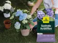 Manos cuidando hortensias azules y blancas. Al lado, un saco de sustrato para plantas acidófilas, ideal para hortensias.