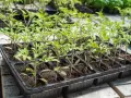 Små tomatplantor i plastbrickor. Den rätta temperaturen är avgörande för att de ska växa sig starka.