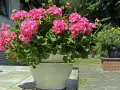 Kwitnące pelargonie w donicy, różne rodzaje pelargonii zachwycają intensywnym różem.