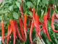 Reife, rote Peperoni-Pflanzen hängen üppig an grünen Stielen. Die scharfen Früchte sind bereit für die Ernte.
