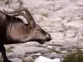 Un íbice con cuernos curvos, un ejemplo de animales que se adaptan al medio, camina sobre rocas.