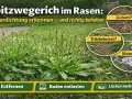Breitwegerich im Rasen: Verdichtung erkennen und beheben. Bilder zeigen zu harte Erde, Trittbelastung und Staunässe. Tipps: Entfernen, Boden entlasten, Lücken nachsäen.