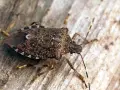La cimice asiatica, un insetto problematico per l'agricoltura, mostra la sua corazza maculata. Scopri i rimedi per combatterla.