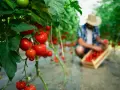 Tomates rojos maduros en una planta, con un agricultor recogiendo más en el fondo. La tierra de diatomeas ayuda a que los tomates crezcan sanos.