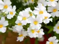 Vackra vita blommor med gula centra, en klassisk nemesia svenskt namn, som sprider glädje i trädgården.