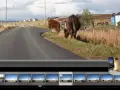 Dans Lightroom, on peut dupliquer une photo pour expérimenter. Ici, des vaches paissent près d'une route écossaise.
