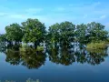 Drzewa stojące w wodzie, odbijające się w spokojnej tafli. Malowniczy krajobraz Stobrawskiego Parku Narodowego.
