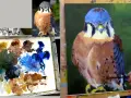 Un artiste peint un faucon crécerelle avec de l'acrylique, utilisant une palette de couleurs vives pour capturer les détails de l'oiseau.