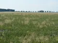 Pole zboża z niebieskimi chabrami i innymi chwastami dwuliściennymi. W tle linia drzew i błękitne niebo.