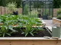 En frodig zucchini planta i en upphöjd bädd, redo för skörd. En grön vattenkanna och spade står redo.