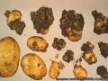 Patate con escrescenze scure e irregolari, sintomo di gravi malattie patate. Alcune sono sane, altre gravemente colpite.