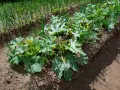 Zucchini und Paprika wachsen nebeneinander im Garten. Grüne Zucchinipflanzen mit gelben Blüten und Zwiebeln im Hintergrund.