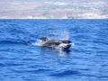 Un calderón pez emerge del agua azul, salpicando y mostrando su aleta dorsal.