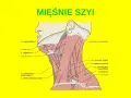 Anatomia szyi: mięśnie pochyłe (scaleni) i inne mięśnie szyi, w tym m. mostkowo-obojczykowo-sutkowy i m. czworoboczny.