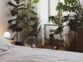 Un dormitorio acogedor con varias plantas para dormitorio, incluyendo una Monstera y un Ficus Lyrata, junto a una cama y una ventana.