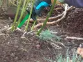 Mit einer grünen Gartenschere wird Bambus entfernt. Die dicken Stängel werden bodennah abgeschnitten, um das Ausbreiten zu stoppen.