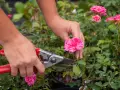 Manos podando un rosal con tijeras. Aprende cómo podar un rosal para que florezca mejor.