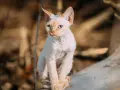 Białe koty Devon Rex: cechy, wzory i jak o nie dbać