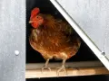 Gallina bruna con cresta rossa, seduta su un posatoio. Sembra che ci sia spazio per molte galline per metro quadro in questo pollaio.