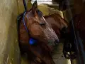 Cavallo bruno, forse di razze da macello, legato con corda blu, giace in un ambiente umido e sporco.