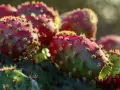 Close-up of ripe prickly pears, hinting at the amazing prickly pear oil benefits for skin and hair.