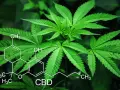 Liście konopi z nałożonym wzorem chemicznym CBD. Temat ten bywa powiązany z przestępstwami narkotykowymi.