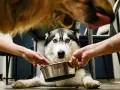Husky z niebieskimi oczami czeka na jedzenie. Dwie ręce trzymają miskę, a nad nią widać pysk innego psa. Może to smecta dla psa?