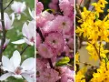 Białe magnolie, różowe wiśnie i żółte forsycje – piękne krzewy kwitnące wiosną.