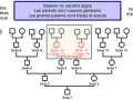 Arbre généalogique montrant un implexe du second degré. Les Sosa 10 et 11 sont issus de cousins germains, une situation parfois rencontrée dans les recherches sur Geneanet décès.