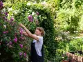 Frau schneidet Ramblerrose im Garten. Die pinken und weißen Blüten sind üppig.