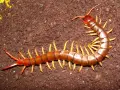 Un ciempiés marrón con patas amarillas se arrastra sobre tierra oscura. Su picadura en humanos puede ser dolorosa.