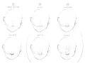 Étapes pour un nez dessin : bout, ailes, narines, ombre et arête.