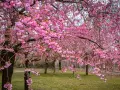 Ein Park in Berlin verwandelt sich in ein Meer aus rosa Blüten. Die Kirschblüten hängen üppig von den Ästen und schaffen eine zauberhafte Frühlingskulisse.