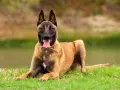 Un Malinois au poil fauve, couché sur l'herbe, langue pendante. Est-ce que le Malinois est dangereux ? Pas s'il est bien éduqué !